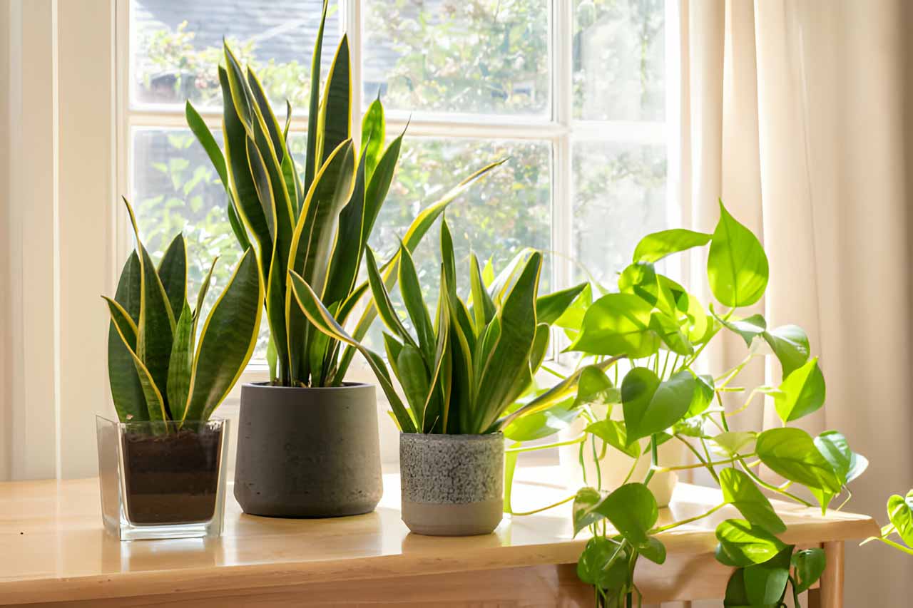Indoor houseplants next to a window in a beautifully designed home or flat interior