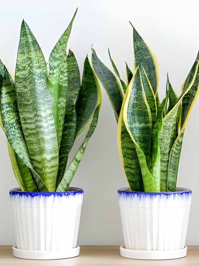 The Top 10 Air-Purifying Plants for Your Home