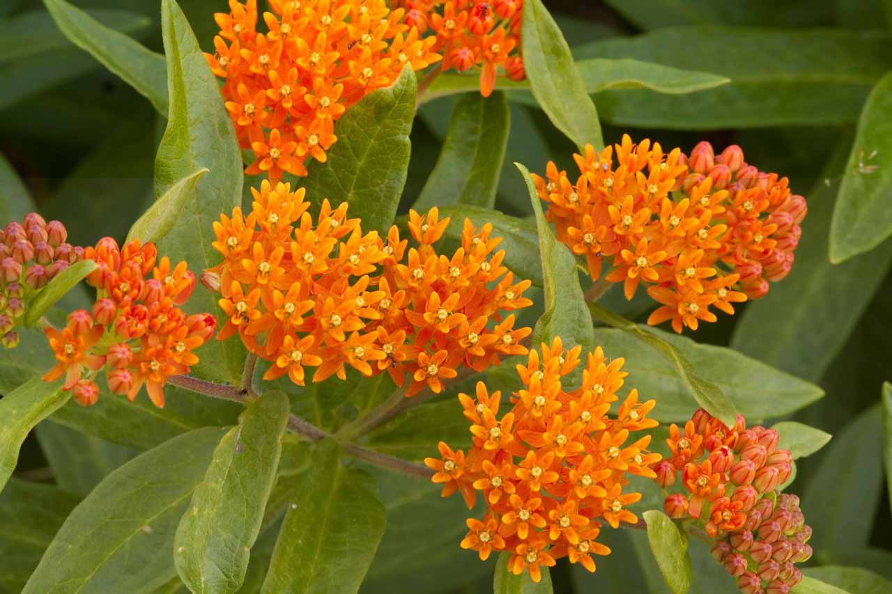 Clusters of orange butterfly weed flowers amongst its green leaves