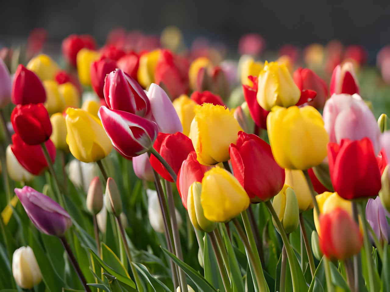 Colorful tulip blossoms in a field
