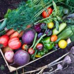 Mix of ripe fresh organic vegetable in the wooden box on the soil