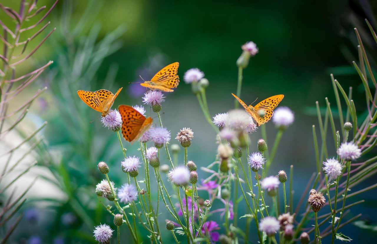 Orange butterflies drinking nectar