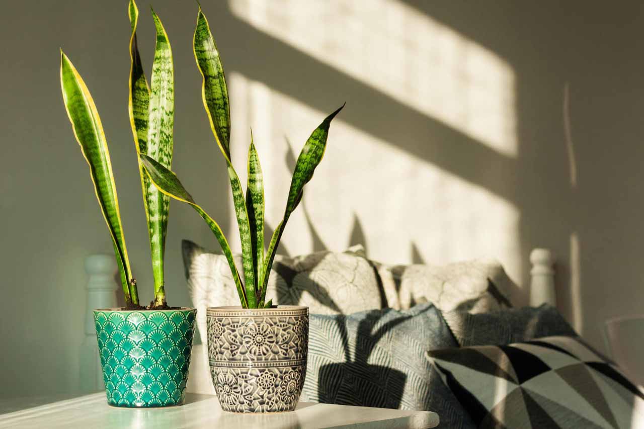 Snake plant in ceramic pots