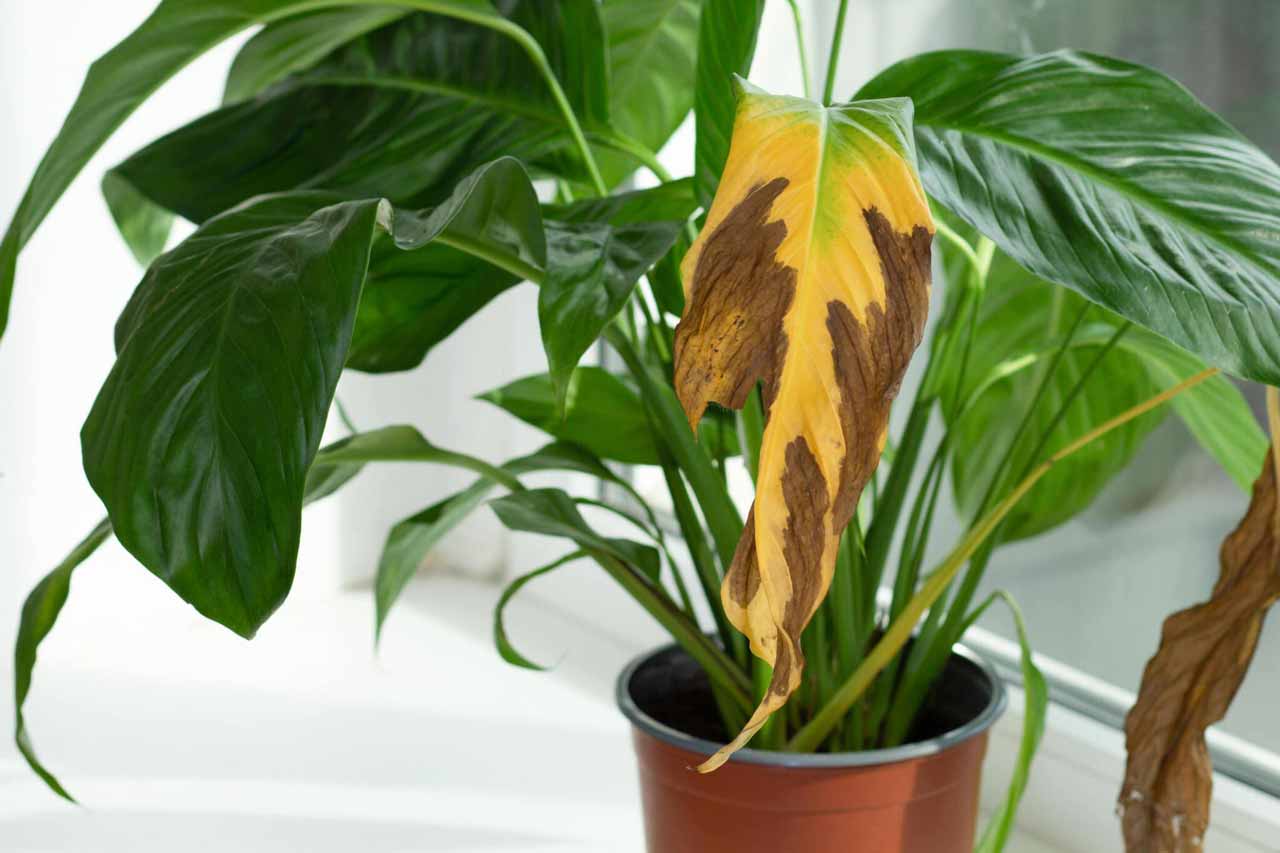 Yellow brown dry damaged leaf of Spathiphyllum or Peace Lily Plant