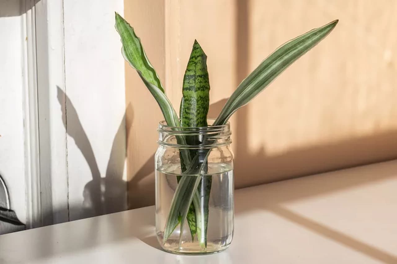 snake plant leaf in side jar