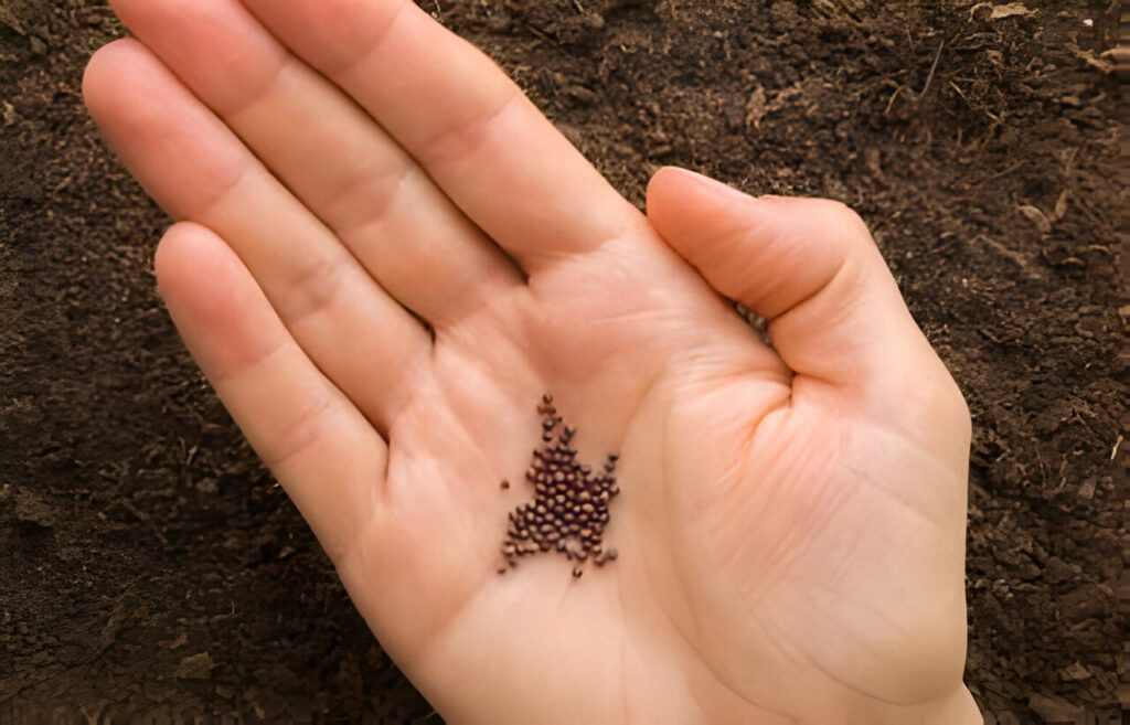 Cabbage seeds on young woman's palm
