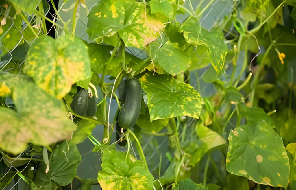 Cucumber plant affected by diseases