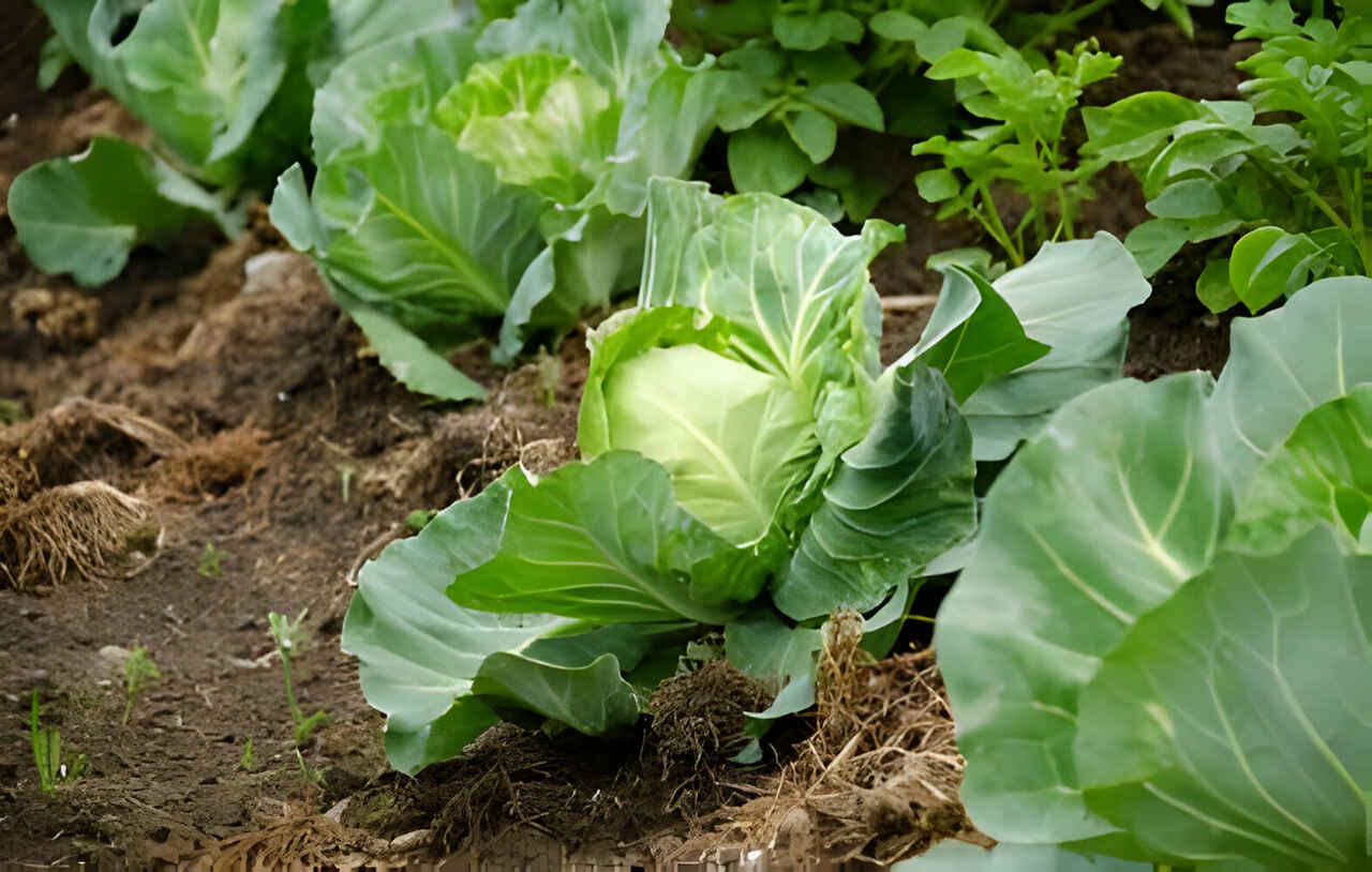 Fresh cabbage in farm field