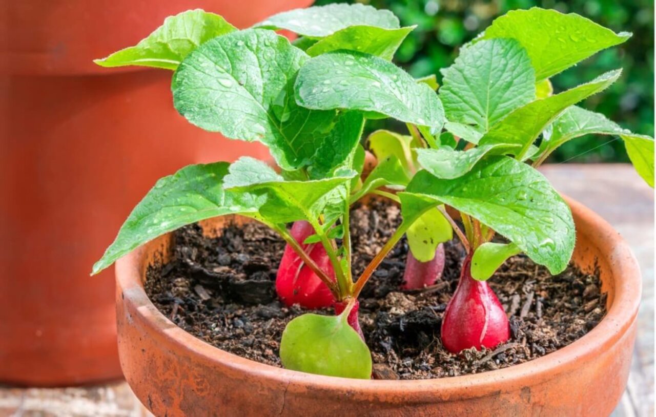 Growing radishes in pots