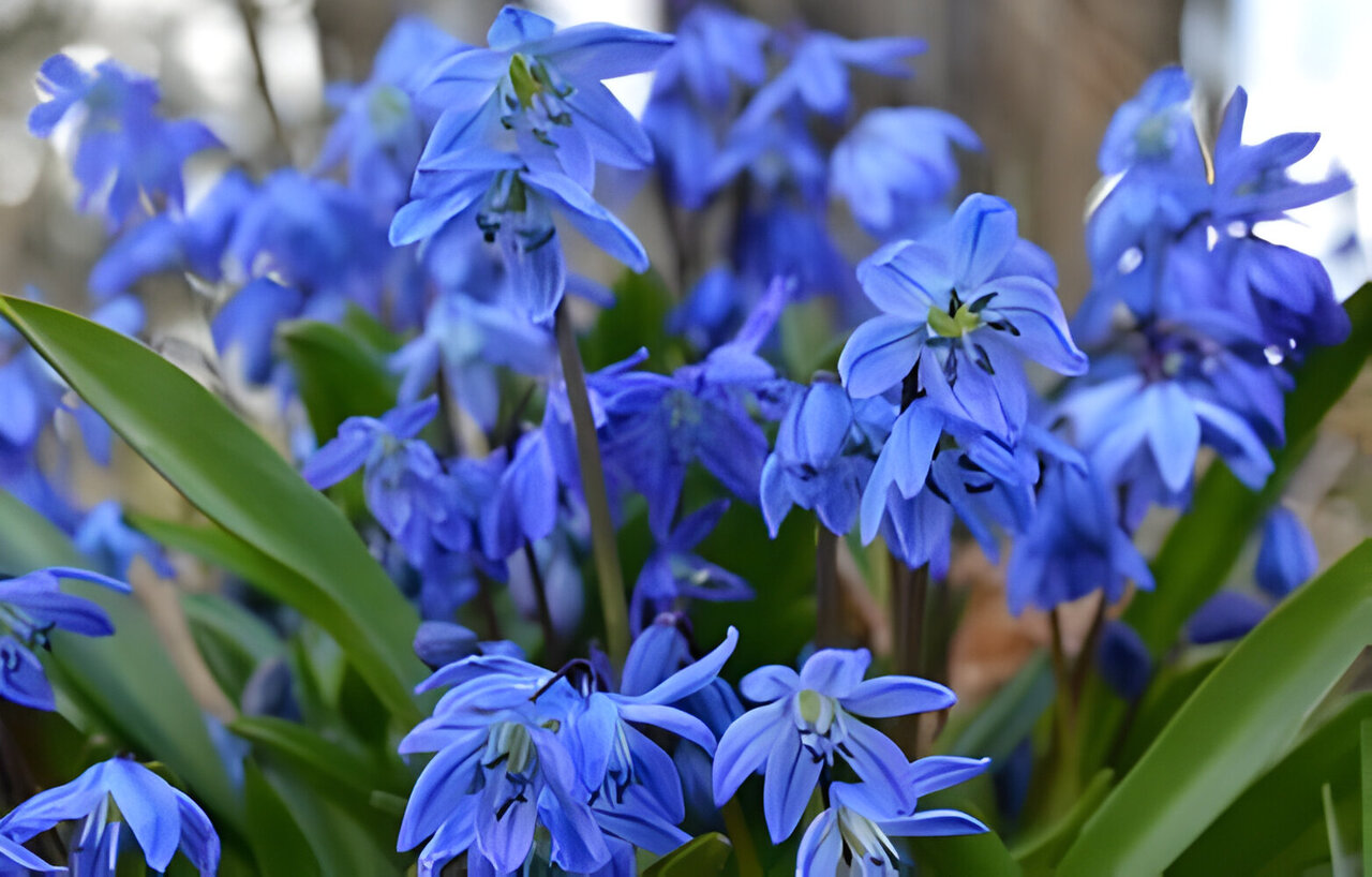 Siberian squill bluebell-like flowers