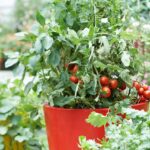 Tomato plant growing in red pot