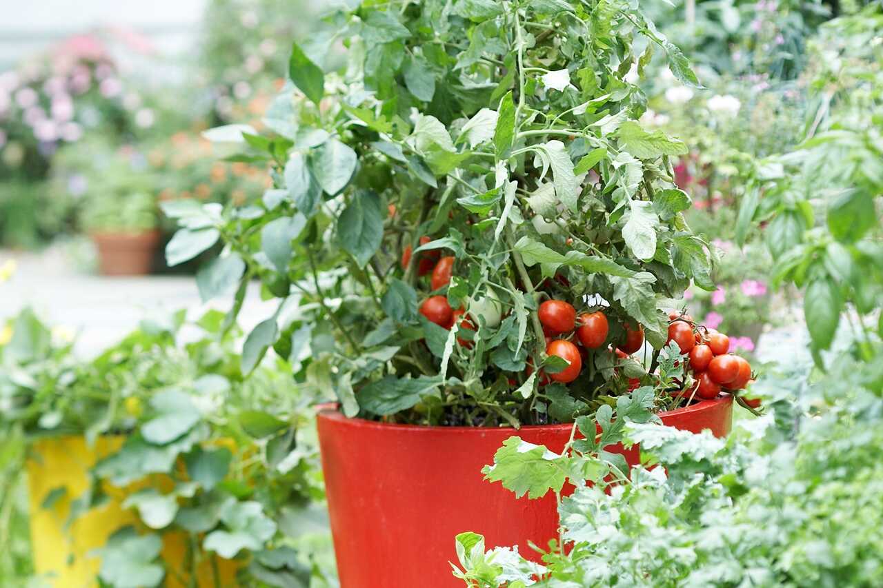 Tomato plant growing in red pot